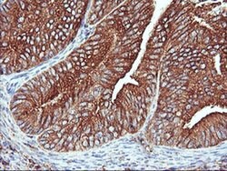 ENPEP Monoclonal Antibody (OTI3G1), TrueMAB , OriGene 100 &mu;L; Unconjugated:Antibodies,
