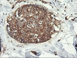 ENPEP Monoclonal Antibody (OTI3G1), TrueMAB , OriGene 100 &mu;L; Unconjugated:Antibodies,