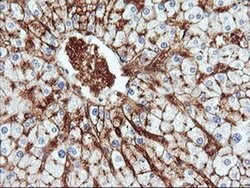 ENPEP Monoclonal Antibody (OTI3G1), TrueMAB , OriGene 100 &mu;L; Unconjugated:Antibodies,