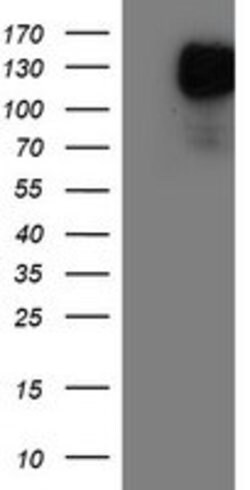 ENPEP Mouse anti-Human, Clone: OTI1D6, lyophilized, TrueMAB 100 &mu;g;