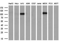 ENPEP Monoclonal Antibody (OTI3E7), TrueMAB , OriGene:Antibodies:Primary