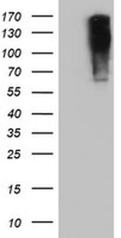 ENPEP Monoclonal Antibody (OTI1D4), TrueMAB , OriGene:Antibodies:Primary