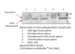 CD39 Rabbit anti-Human, Mouse, Rat, Polyclonal, FabGennix 200 &mu;L; Unconjugated:Antibodies,