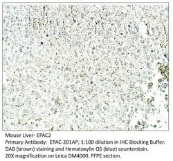 EPAC2 Rabbit anti-Equine, Human, Mouse, Rat, Polyclonal, FabGennix 200