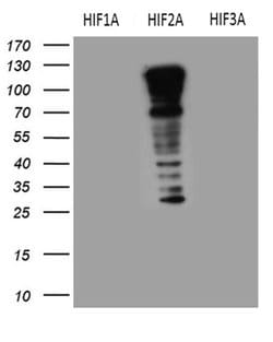 EPAS1 Monoclonal Antibody (OTI2A6), TrueMAB , OriGene 100 &mu;L; Unconjugated:Antibodies,