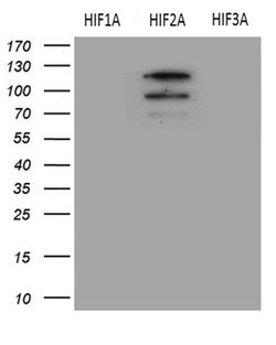 EPAS1 Monoclonal Antibody (OTI6G3), TrueMAB , OriGene 100 &mu;L; Unconjugated:Antibodies,