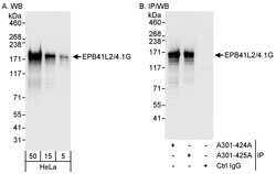EPB41L2/4.1G Rabbit anti-Human, Polyclonal, Bethyl Laboratories 100 &mu;L;