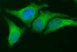 EPCAM Monoclonal Antibody (OTI1D4), TrueMAB , OriGene 100 &mu;L; Unconjugated:Antibodies,