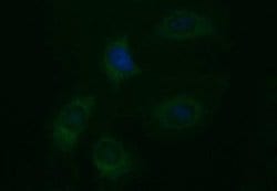 EPCAM Monoclonal Antibody (OTI2B1), TrueMAB , OriGene 100 &mu;L; Unconjugated:Antibodies,