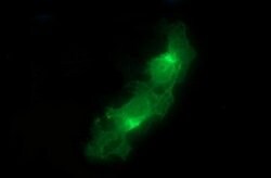 EPCAM Mouse anti-Human, Clone: OTI2A3, lyophilized, TrueMAB 100 &mu;g;