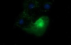 EPCAM Monoclonal Antibody (OTI1E9), TrueMAB , OriGene 100 &mu;L; Unconjugated:Antibodies,