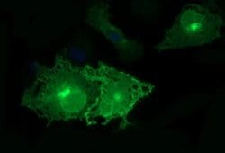 EPCAM Monoclonal Antibody (OTI1G4), TrueMAB , OriGene 100 &mu;L; Unconjugated:Antibodies,