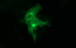 EPCAM Monoclonal Antibody (OTI3G2), TrueMAB , OriGene 100 &mu;L | Buy Online | Origene Technologies | Fisher Scientific