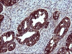 EPCAM Monoclonal Antibody (OTI2B1), TrueMAB , OriGene 100 &mu;L; Unconjugated:Antibodies,