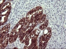 EPCAM Monoclonal Antibody (OTI2D7), TrueMAB , OriGene:Antibodies:Primary