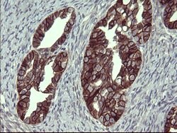 EPCAM Mouse anti-Human, Clone: OTI2B8, lyophilized, TrueMAB 100 &mu;g;