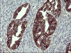 EPCAM Monoclonal Antibody (OTI2B8), TrueMAB , OriGene 100 &mu;L; Unconjugated:Antibodies,