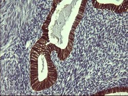 EPCAM Mouse anti-Human, Clone: OTI2B8, lyophilized, TrueMAB 100 &mu;g;