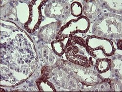 EPCAM Mouse anti-Human, Clone: OTI2B8, lyophilized, TrueMAB 100 &mu;g;