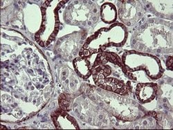 EPCAM Monoclonal Antibody (OTI2B8), TrueMAB , OriGene 100 &mu;L; Unconjugated:Antibodies,
