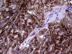 EPCAM Mouse anti-Human, Clone: OTI2A3, lyophilized, TrueMAB 100 &mu;g;
