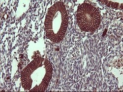 EPCAM Mouse anti-Human, Clone: OTI2A3, lyophilized, TrueMAB 100 &mu;g;