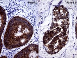 EPCAM Mouse anti-Human, Clone: OTI2A3, lyophilized, TrueMAB 100 &mu;g;