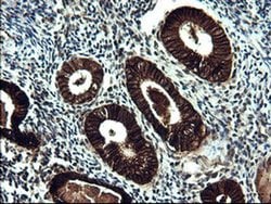 EPCAM Monoclonal Antibody (OTI1H2), TrueMAB , OriGene 100 &mu;L; Unconjugated:Antibodies,