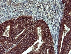 EPCAM Monoclonal Antibody (OTI1H2), TrueMAB , OriGene 100 &mu;L; Unconjugated:Antibodies,