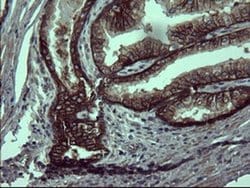 EPCAM Monoclonal Antibody (OTI1H2), TrueMAB , OriGene:Antibodies:Primary
