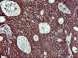 EPCAM Monoclonal Antibody (OTI1H2), TrueMAB , OriGene 100 &mu;L; Unconjugated:Antibodies,