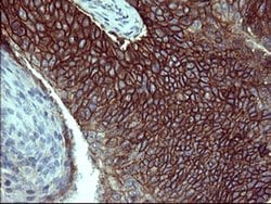 EPCAM Monoclonal Antibody (OTI2E6), TrueMAB , OriGene 100 &mu;L; Unconjugated:Antibodies,