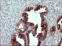 EPCAM Monoclonal Antibody (OTI2E6), TrueMAB , OriGene 100 &mu;L; Unconjugated:Antibodies,