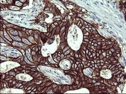 EPCAM Monoclonal Antibody (OTI2E6), TrueMAB , OriGene:Antibodies:Primary