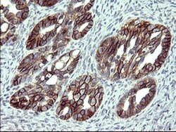 EPCAM Monoclonal Antibody (OTI2B4), TrueMAB , OriGene 100 &mu;L; Unconjugated:Antibodies,