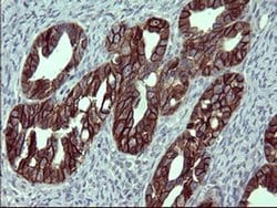 EPCAM Monoclonal Antibody (OTI1E9), TrueMAB , OriGene 100 &mu;L; Unconjugated:Antibodies,