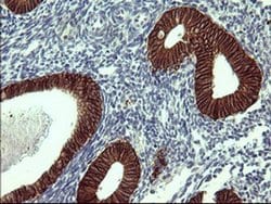 EPCAM Monoclonal Antibody (OTI1E9), TrueMAB , OriGene 100 &mu;L; Unconjugated:Antibodies,