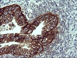 EPCAM Monoclonal Antibody (OTI1E9), TrueMAB , OriGene 100 &mu;L; Unconjugated:Antibodies,