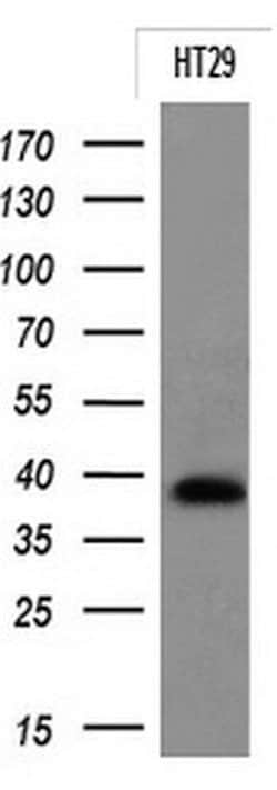 EPCAM Monoclonal Antibody (OTI1D4), TrueMAB , OriGene 100 &mu;L; Unconjugated:Antibodies,