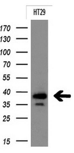 EPCAM Monoclonal Antibody (OTI2D7), TrueMAB , OriGene 100 &mu;L; Unconjugated:Antibodies,