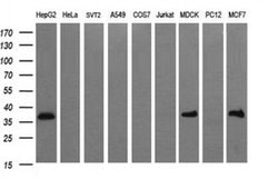 EPCAM Monoclonal Antibody (OTI1C1), TrueMAB , OriGene 30 &mu;L; Unconjugated:Antibodies,