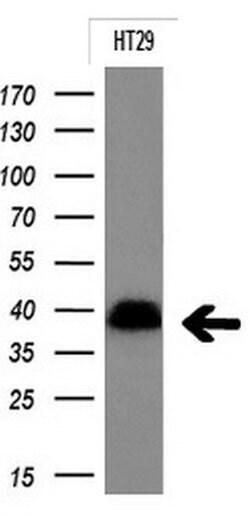 EPCAM Monoclonal Antibody (OTI1C1), TrueMAB , OriGene 30 &mu;L; Unconjugated:Antibodies,
