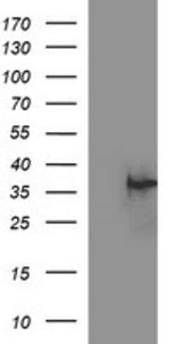 EPCAM Mouse anti-Human, Clone: OTI2B8, lyophilized, TrueMAB 100 &mu;g;