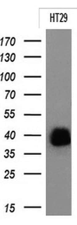 EPCAM Mouse anti-Human, Clone: OTI2A3, lyophilized, TrueMAB 100 &mu;g;