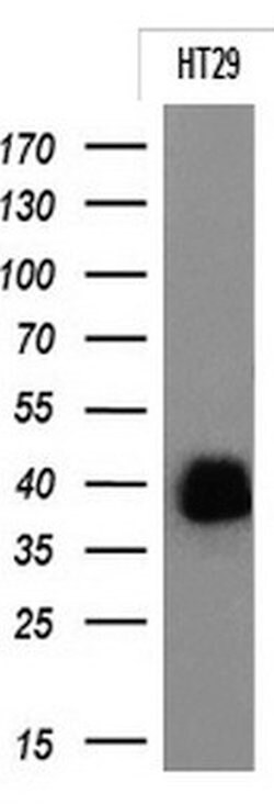 EPCAM Monoclonal Antibody (OTI2A3), TrueMAB , OriGene 30 &mu;L; Unconjugated:Antibodies,