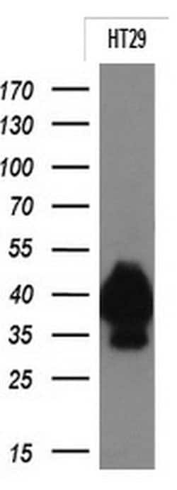 EPCAM Monoclonal Antibody (OTI2G9), TrueMAB , OriGene 30 &mu;L; Unconjugated:Antibodies,