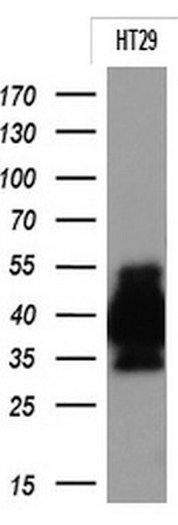 EPCAM Monoclonal Antibody (OTI1H2), TrueMAB , OriGene:Antibodies:Primary