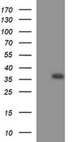 EPCAM Monoclonal Antibody (OTI1E9), TrueMAB , OriGene 100 &mu;L; Unconjugated:Antibodies,