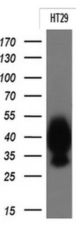 EPCAM Monoclonal Antibody (OTI1E9), TrueMAB , OriGene 100 &mu;L; Unconjugated:Antibodies,