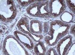 EPHX1 Monoclonal Antibody (OTI4G4), TrueMAB , OriGene 100 &mu;L | Buy Online | Origene Technologies | Fisher Scientific